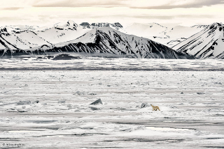 Illustration for article titled As Sea Ice Shrinks, Polar Bears Are Moving Farther North